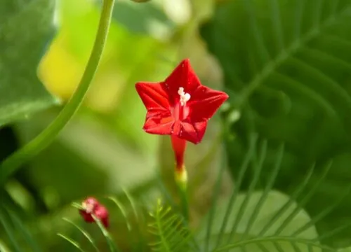 五星花什么时候播种最合适