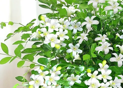 九里香怎么养才能不断开花，九里香怎么养才能开花多