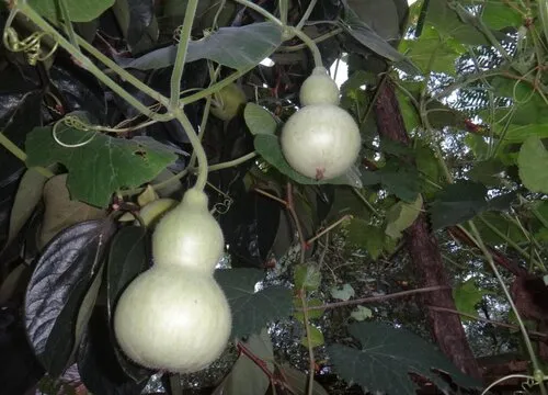 葫芦多久开花结果 什么季节开花结果