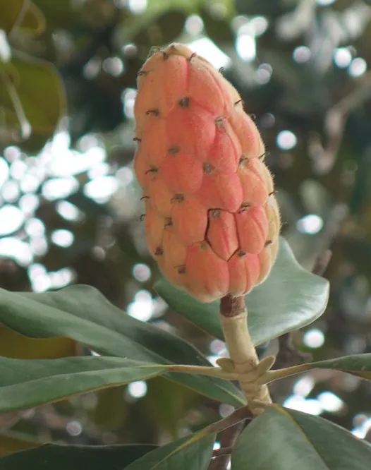 开花的广玉兰也许你见过，但你是否见过广玉兰结果（籽）？