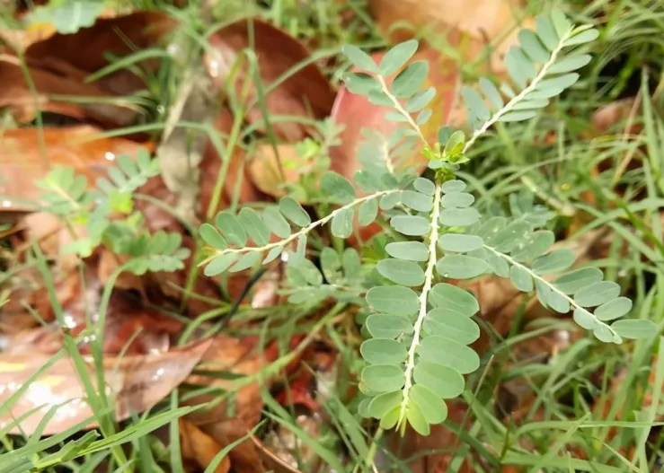 阴阳草20
