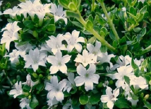 六月雪的花语是什么，六月雪的花语和寓意