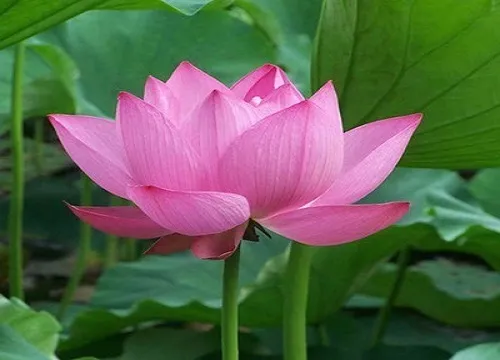 荷花(18)