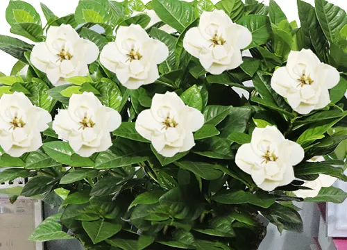 栀子花(6)