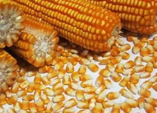 玉米什么时候种，玉米什么时候种植才高产