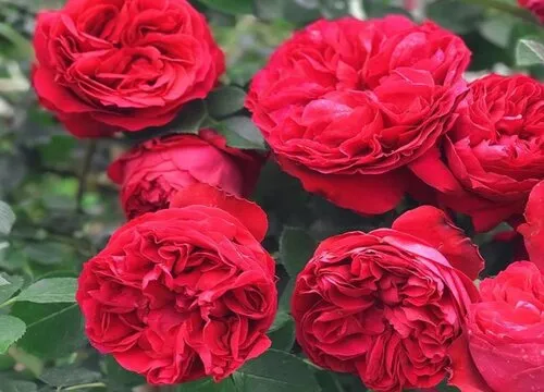 红宝石冰月季的花有多大，红宝石冰月季的优缺点