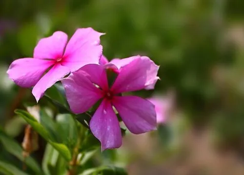 十三朵粉玫瑰花的花语，朵花代表什么花语
