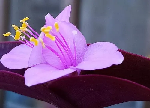 紫竹梅的花有什么功效呢，紫竹梅的功效与作用