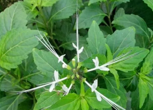 猫须草有什么作用，中草药猫须草作用与功效