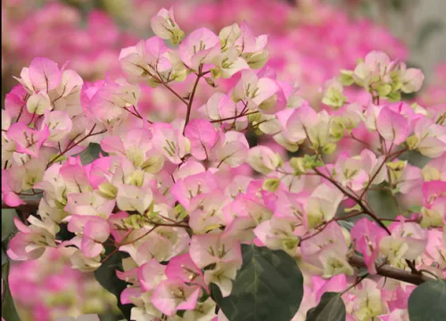 椰子冰三角梅勤花吗，椰子冰三角梅是勤花品种吗