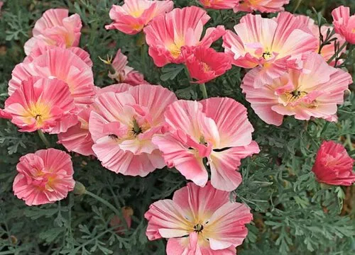 虞美人2