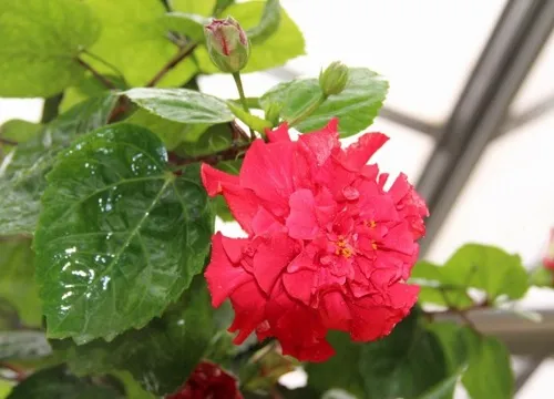 扶桑花的寓意意思，扶桑花的寓意和象征