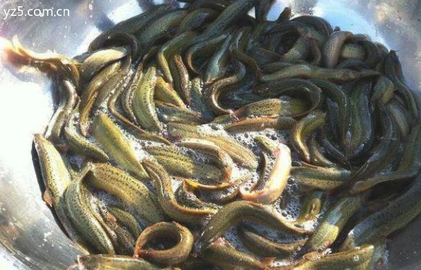 泥鳅怎样养殖才好？泥鳅科学养殖方法