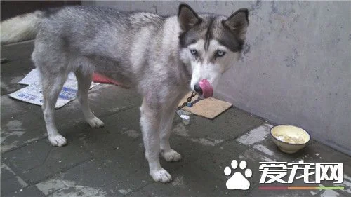 拉斯加雪橇犬可以喝豆浆吗 是可以喝豆浆的
