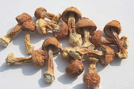 孕妇吃松茸有什么好处