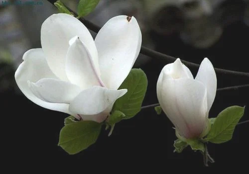上海的市花是什么