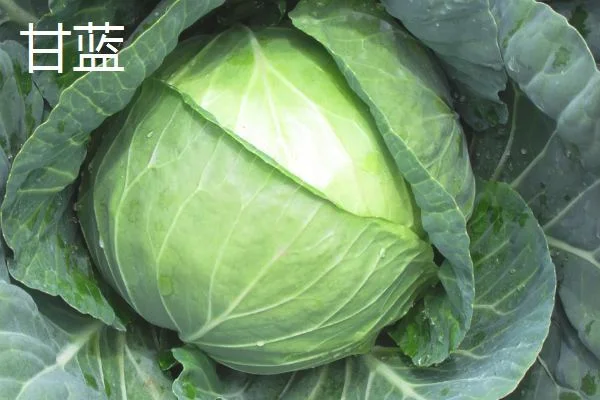 哪些瓜果蔬菜适合现在播种