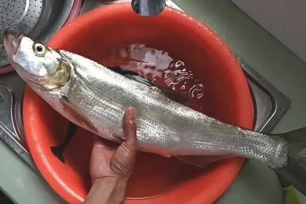 翘嘴鱼苗一年能长多大