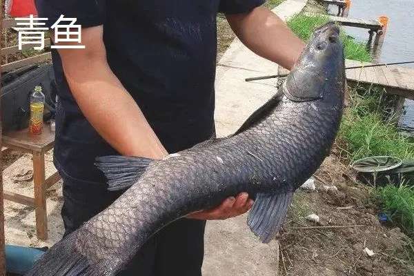 草鱼和青鱼哪个价格贵