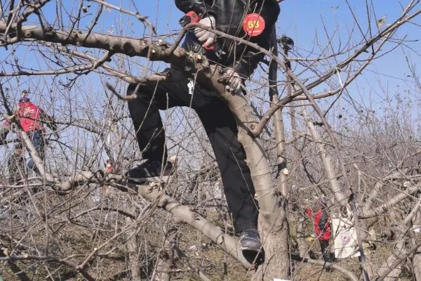 修剪苹果树的时间与方法