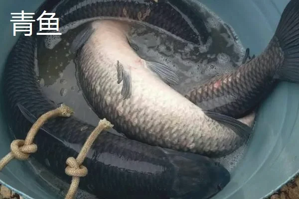 草鱼和青鱼哪个价格贵