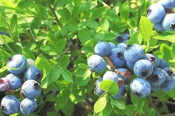 蓝莓种植需要什么条件