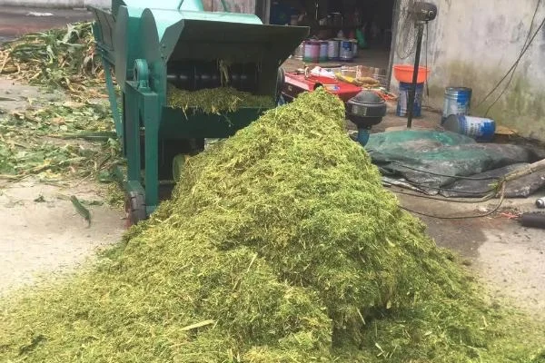 繁殖母牛能不能长期喂青储料