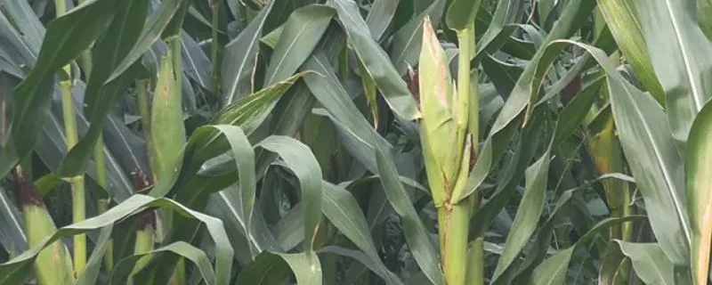 春玉米什么时候种最合适