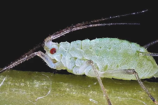 豆角蚜虫用什么土方法治