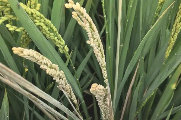 水稻抽穗期出现白壳的原因