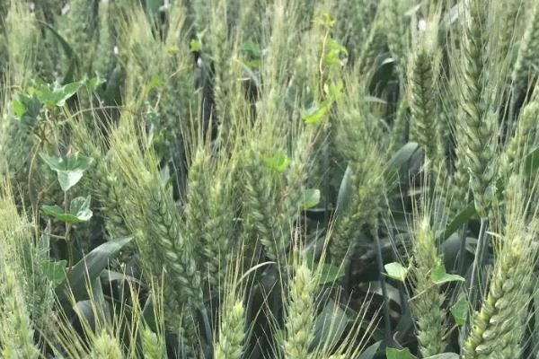 观35小麦的特征特性