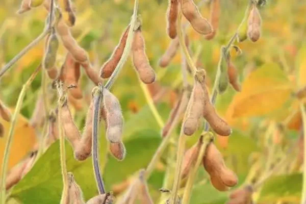 芒种前后种什么农作物