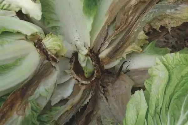 白菜烂根的原因