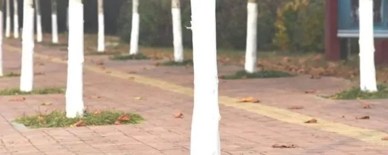 果树什么时候打石硫合剂合适