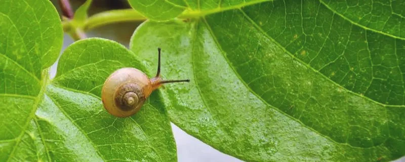 蜗牛是昆虫吗