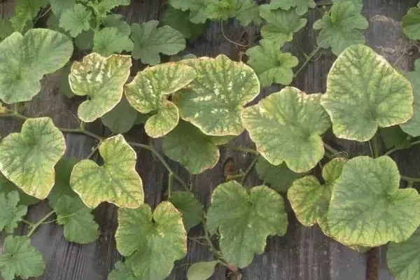 氮肥施多了怎么补救