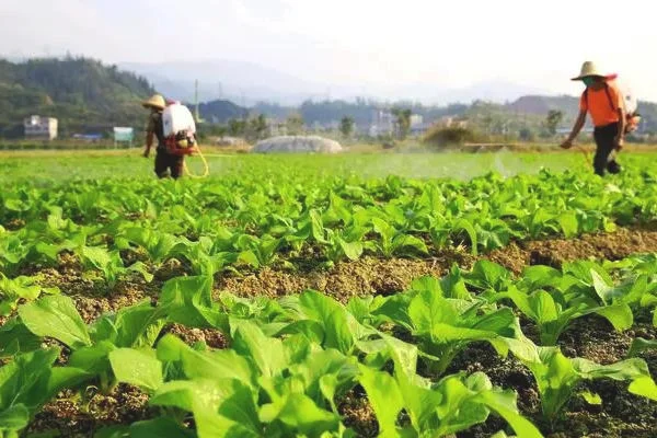 磷酸二氢钾喷蔬菜几天可以吃
