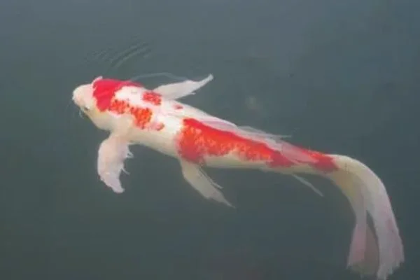锦鲤是金鱼吗