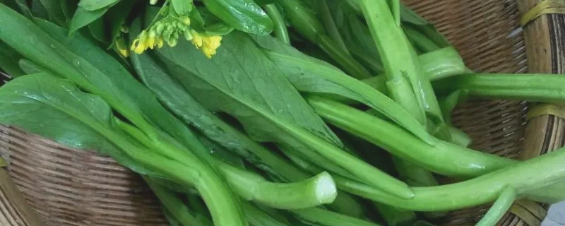 菜心是油菜吗