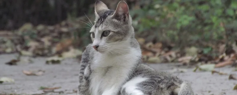怎么养小野猫，附猫的生长习性