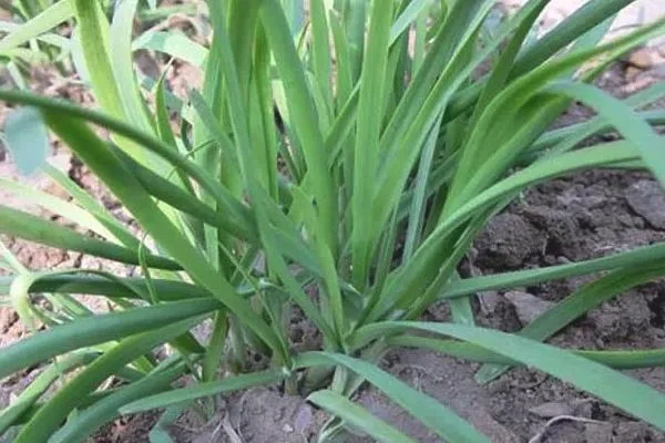 生菜属于什么类蔬菜