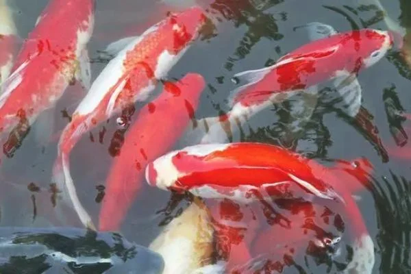 锦鲤好养活吗