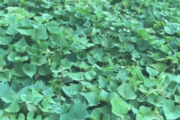 红薯苗田里用什么除草剂