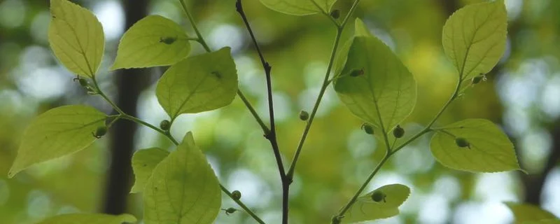 朴树属于落叶乔木还是常绿乔木，有哪些价值