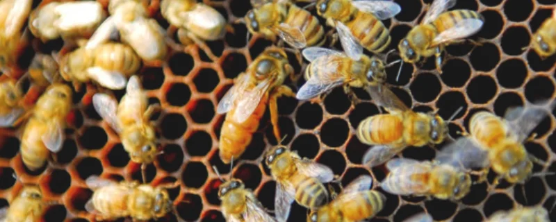 中蜂介王最快的方法，中蜂什么时候介入新王