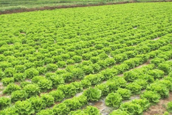 生菜种植技术和管理