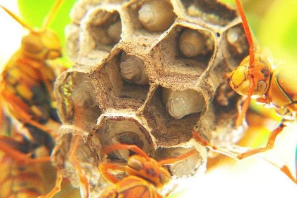 社会性昆虫有哪些