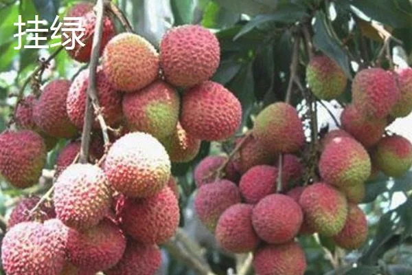 荔枝什么时候成熟
