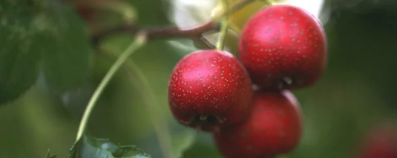 山楂树的繁殖方法，附种植方法