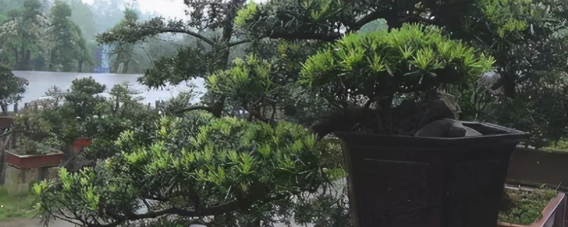 小叶罗汉松小苗的价格，盆栽叶子出现发黄干枯的原因